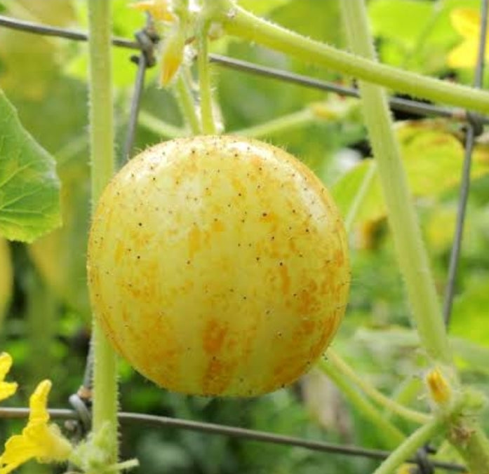 Organic Lemon cucumber