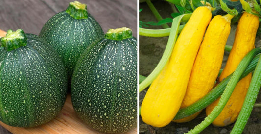 Squash (yellow & round)